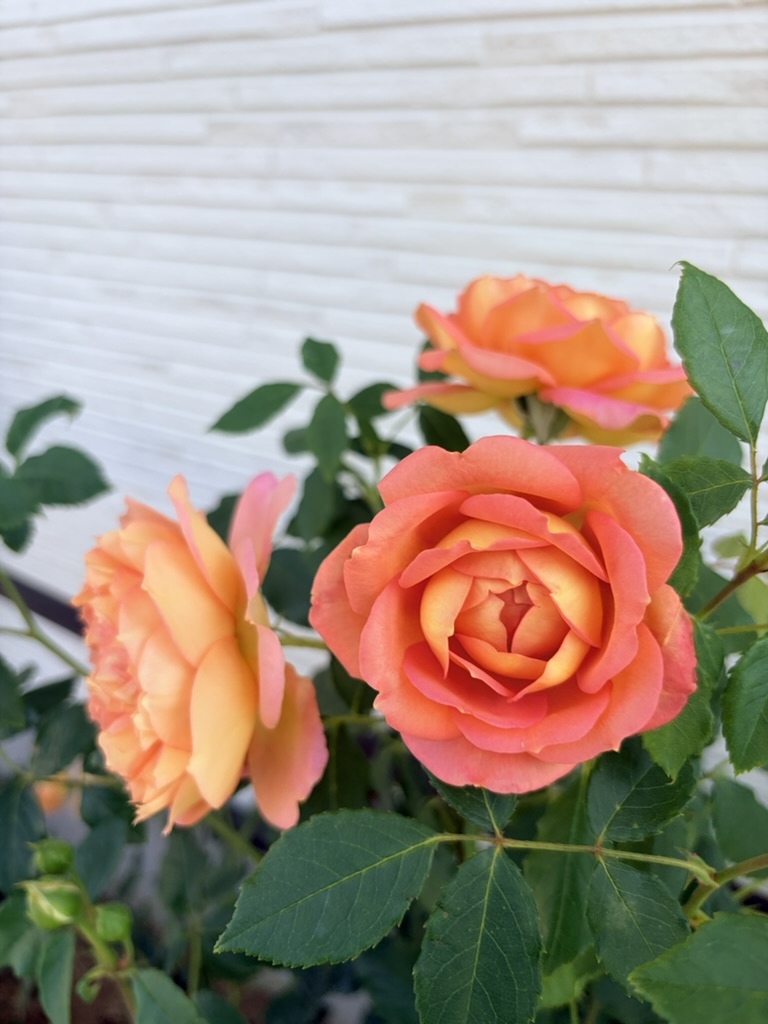 庭の橙薔薇