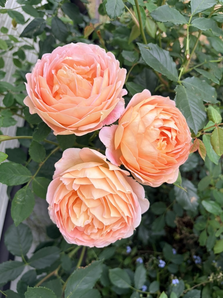 ピーチの薔薇が、重なって咲く